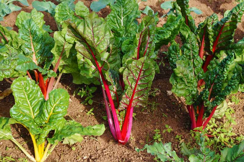 Different colors of Swiss chard forming a rainbow mix in the garden.