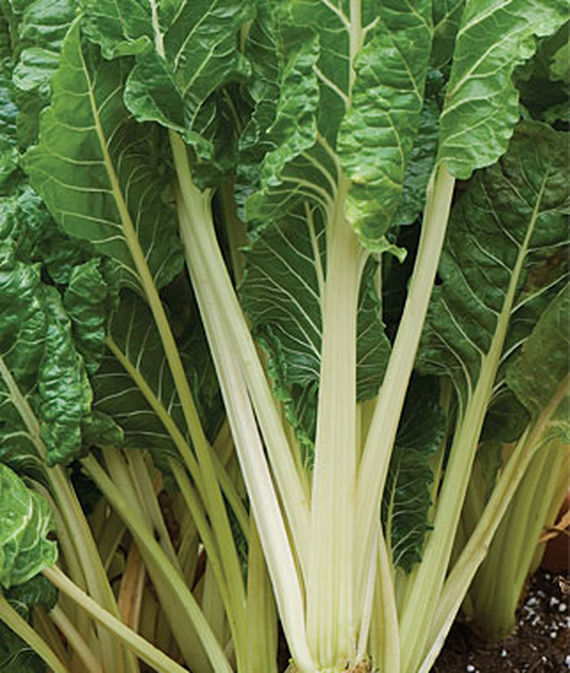 Fordhook Giant Swiss Chard, close up of the leafy stalks.