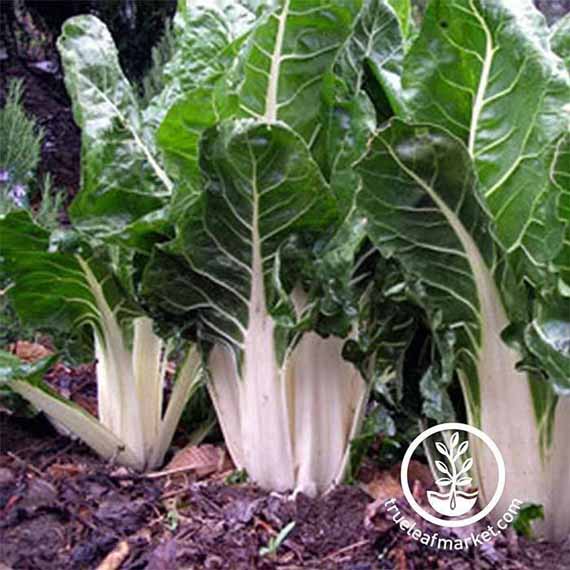 Lucullus Swiss Chard growing in the garden.