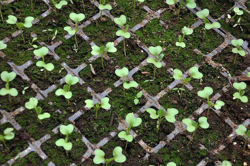 Close up of a seed tray containing lots of kale seedlings, the green of the leaves contrasts with the dark potting mix they are planted in.