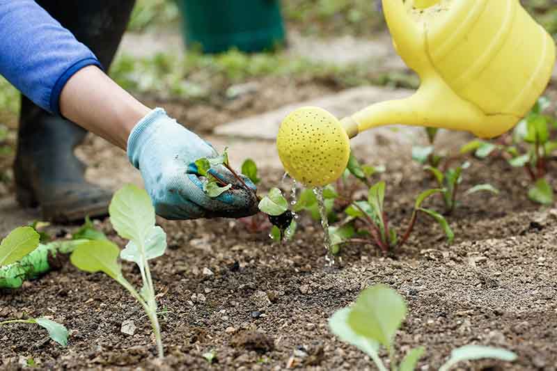 A close up of a gardener\'s hand from the left of the frame, wearing a glove, transplanting a seedling. To the right of the frame is a watering can pouring water over the freshly planted seedlings. The background fades to soft focus.