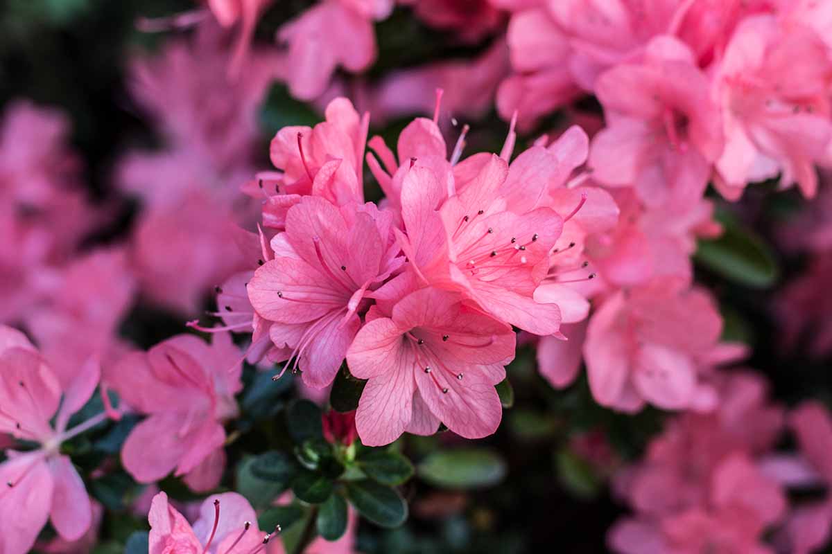 A close up horizontal image of pink azaleas growing in the garden.