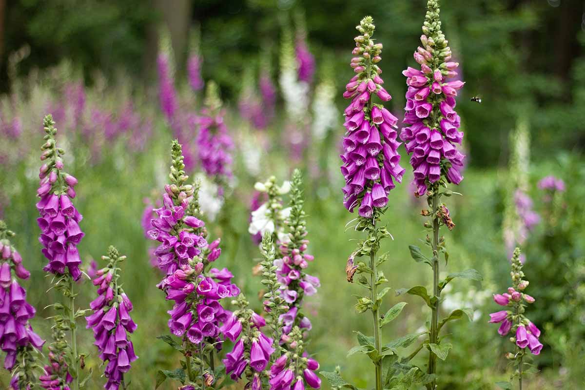 A horizontal image of pink foxgloves growing in a meadow.