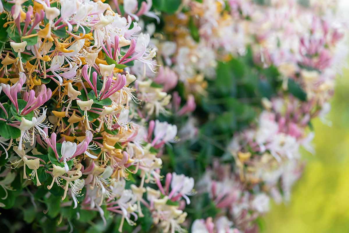 A horizontal image of a honeysuckle in full bloom, fading to soft focus in the background.