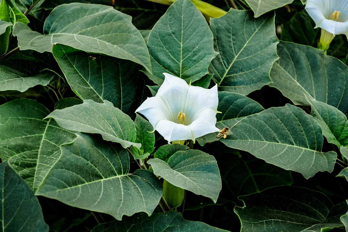 A close up horizontal image of the flowers and foliage of jimson weed aka devil\'s trumpet, a poisonous plant.