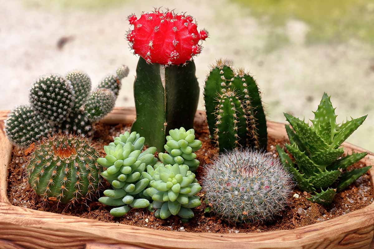 A close up horizontal image of a small succulent and cacti garden in a wooden planter.