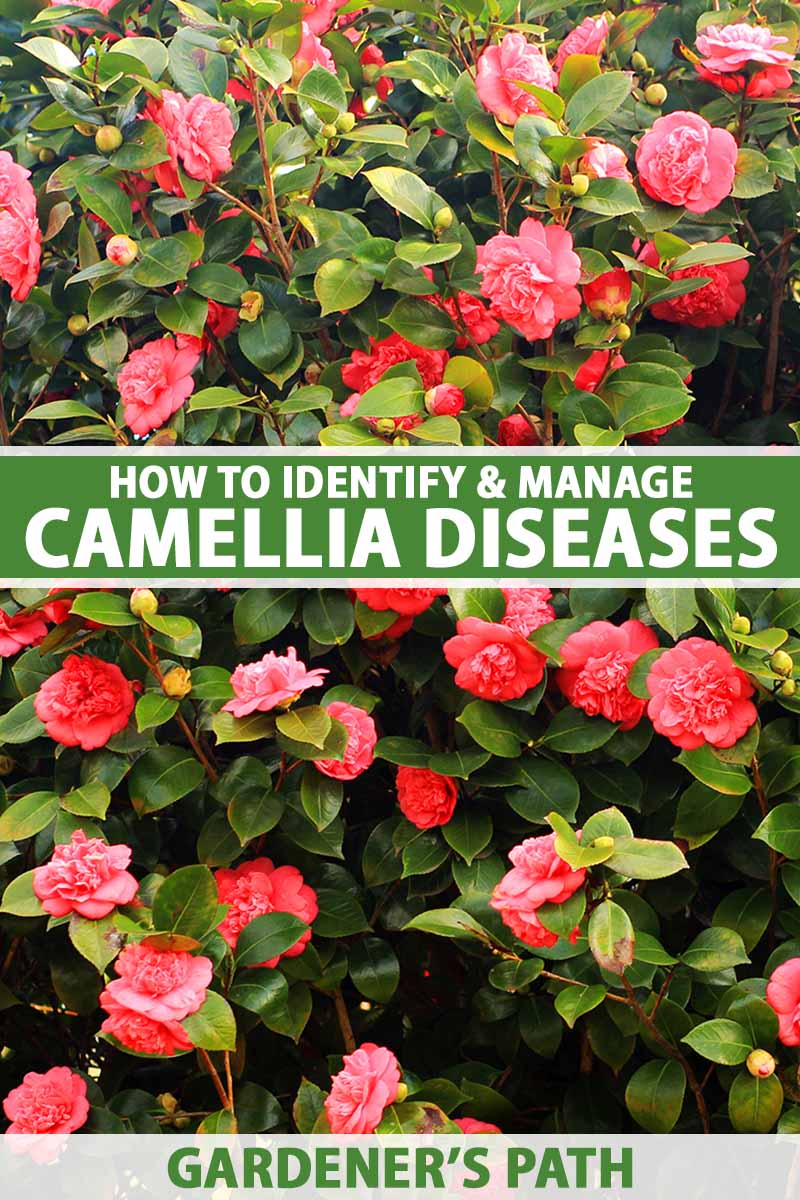 A vertical image of a camellia bush with dark pink blooms. To the center and bottom of the frame is green and white printed text.