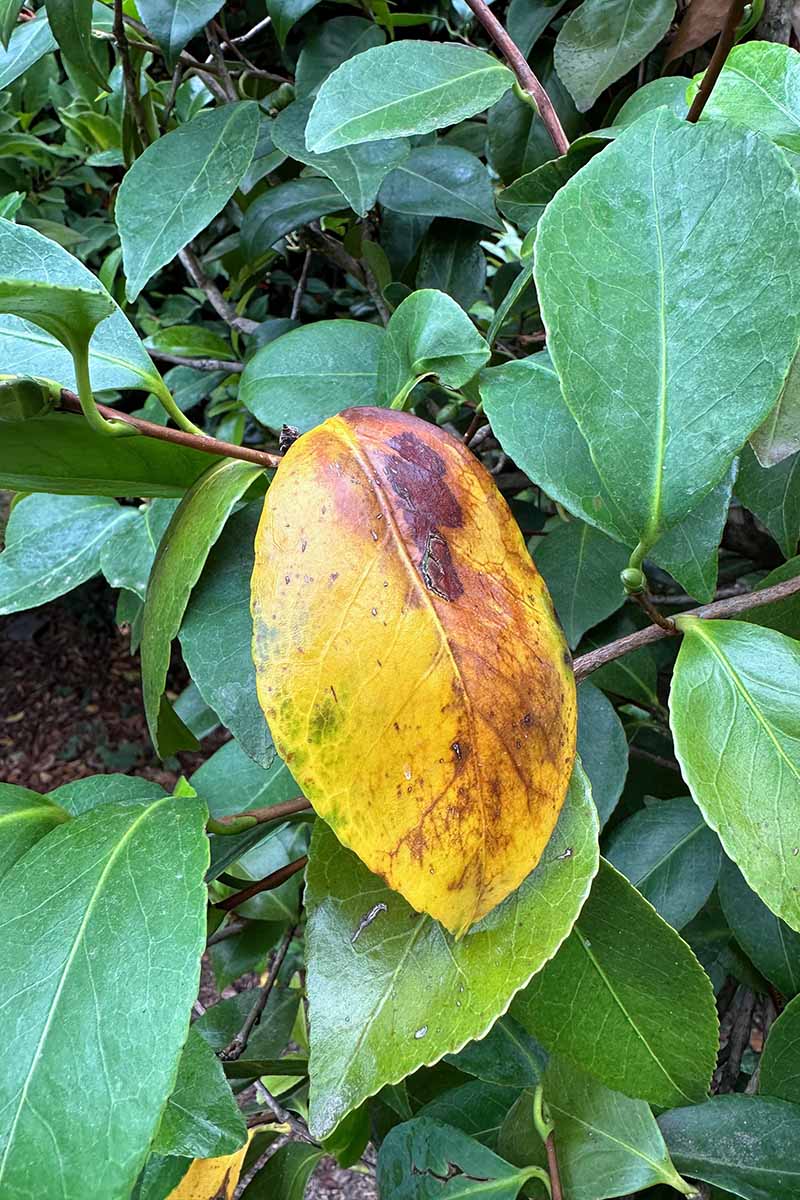 A close up vertical image of a camellia leaf with sunscald.