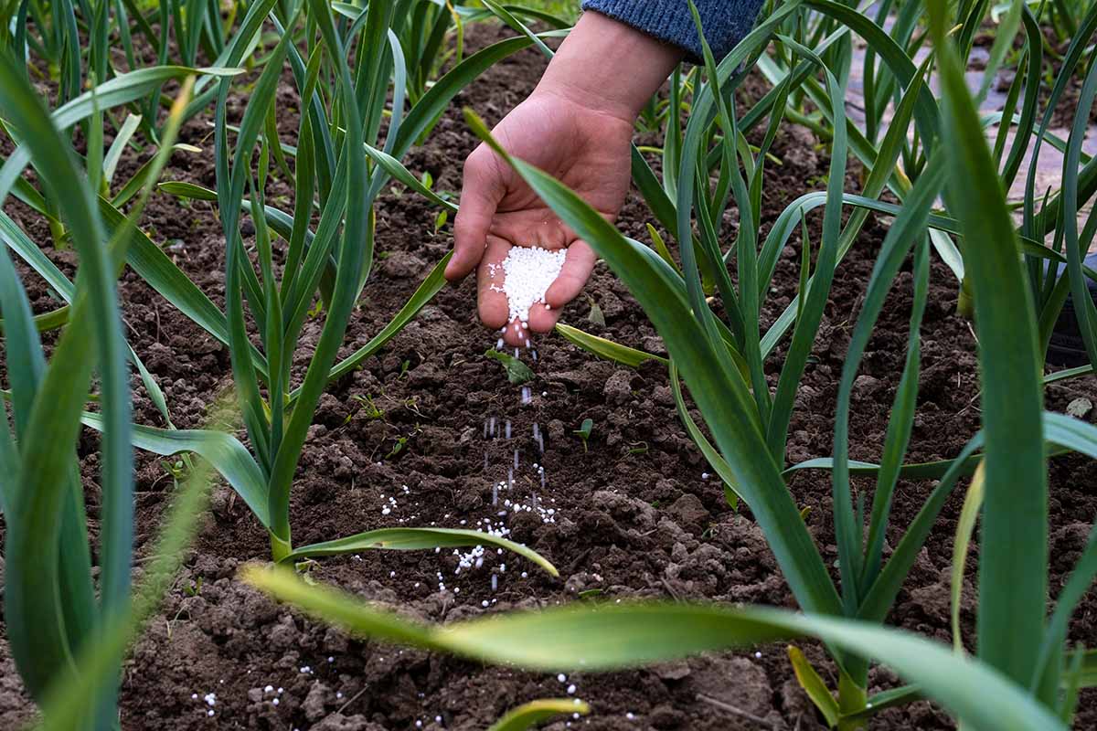A horizontal close up on a bed of young winter garlic in the garden. Between the two rows of growing plants, a hand pours fertilizer into the soil.