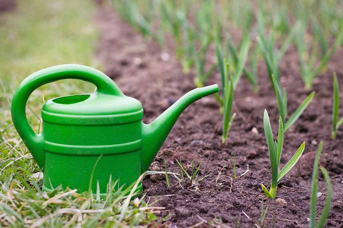 A close up horizontal image of a green watering can set on the ground by a garden bed filled with rows of garlic.
