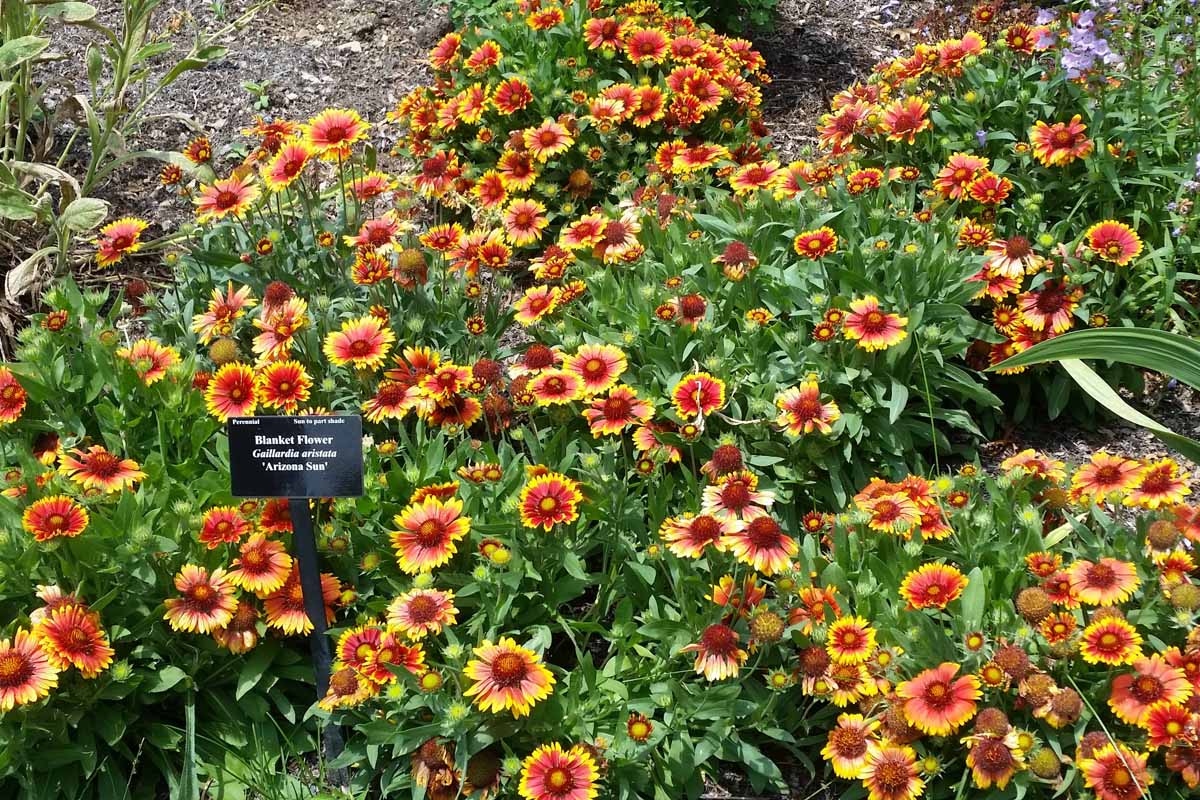 Flower bed with yellow and red blanket flowers in boom.