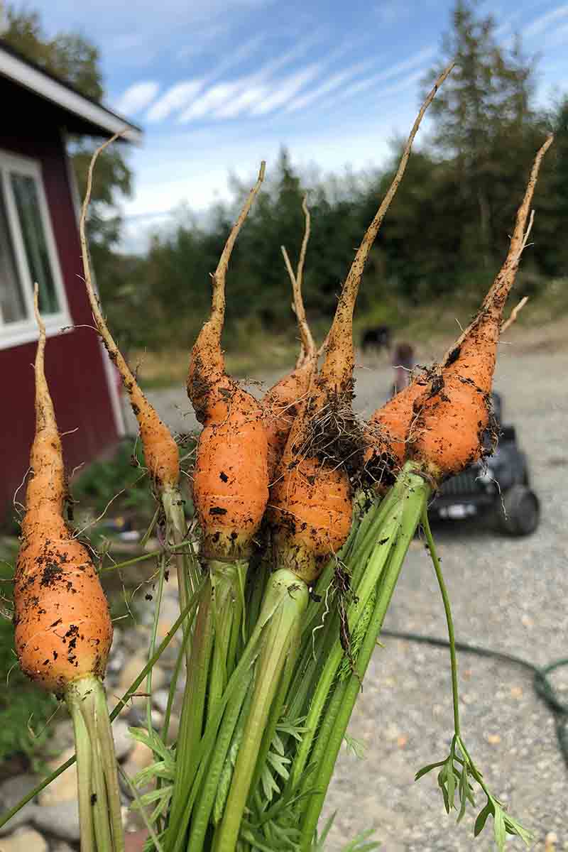 A vertical picture of freshly harvested carrots with slightly deformed roots, covered in soil, with the green foliage attached. In the background is blue sky and a house and car in soft focus.