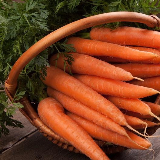A close up of a basket containing \'Danvers 126\' carrot variety with the orange roots cleaned and the foliage still attached.