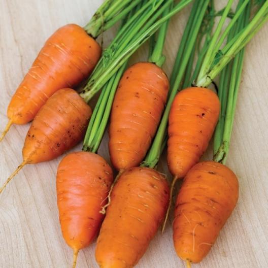 A close up of small stubby \'Royal Chantenay\' carrots, cleaned with the foliage still attached and set on a wooden surface.