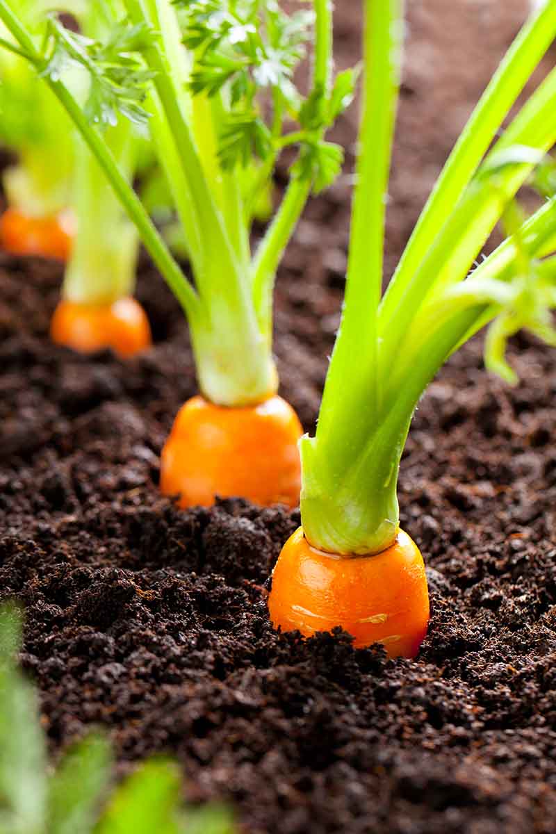 A vertical picture of carrots growing in dark rich soil with the tops of the orange roots just visible and green foliage, fading to soft focus in the background.