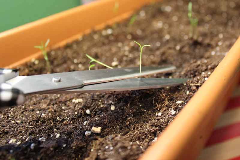 A close up of scissors from the left of the frame trimming small seedlings that are growing in a long rectangular container.