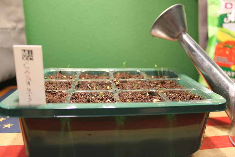 A close up of a green plastic tray with tiny seedlings emerging from the soil, with a metal watering can to the right of the frame, on a green background.