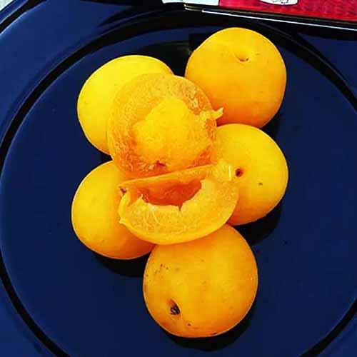A square image of sliced and whole yellow \'Flavorella\' plumcots on a blue plate.