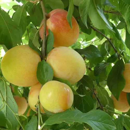 A square image of ripe \'Splash\' Pluots growing on the tree.