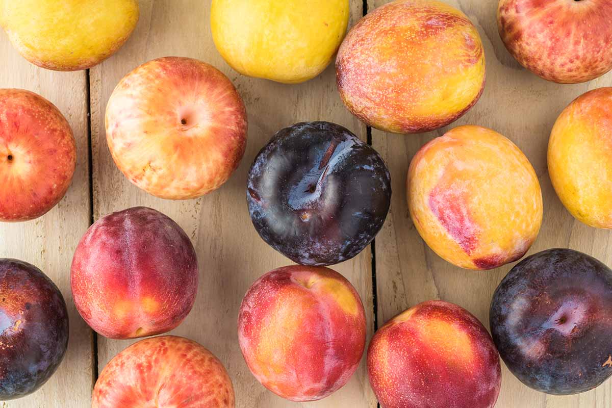 A close up horizontal image of an assortment of different types of pluots set on a wooden surface.