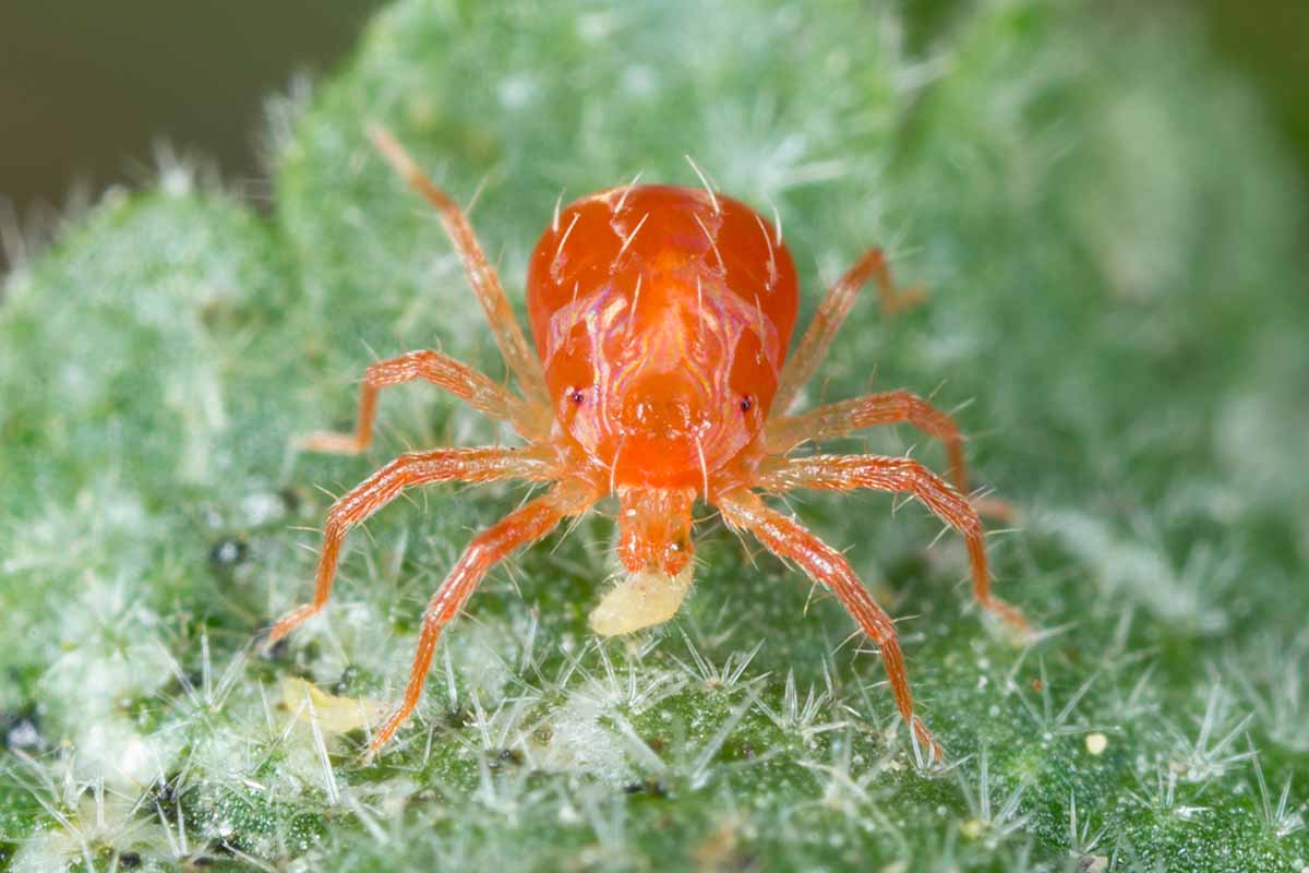 A horizontal closeup picture of a predatory and hairy red spider mite on a green leaf