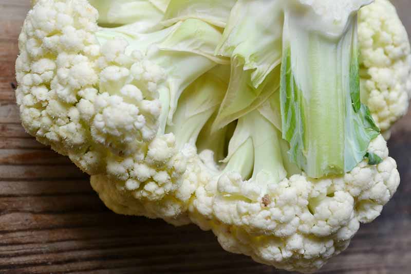 A close up picture of a cauliflower head set on a wooden surface. The curds have developed a slightly fuzzy appearance which is a condition known as ricing.