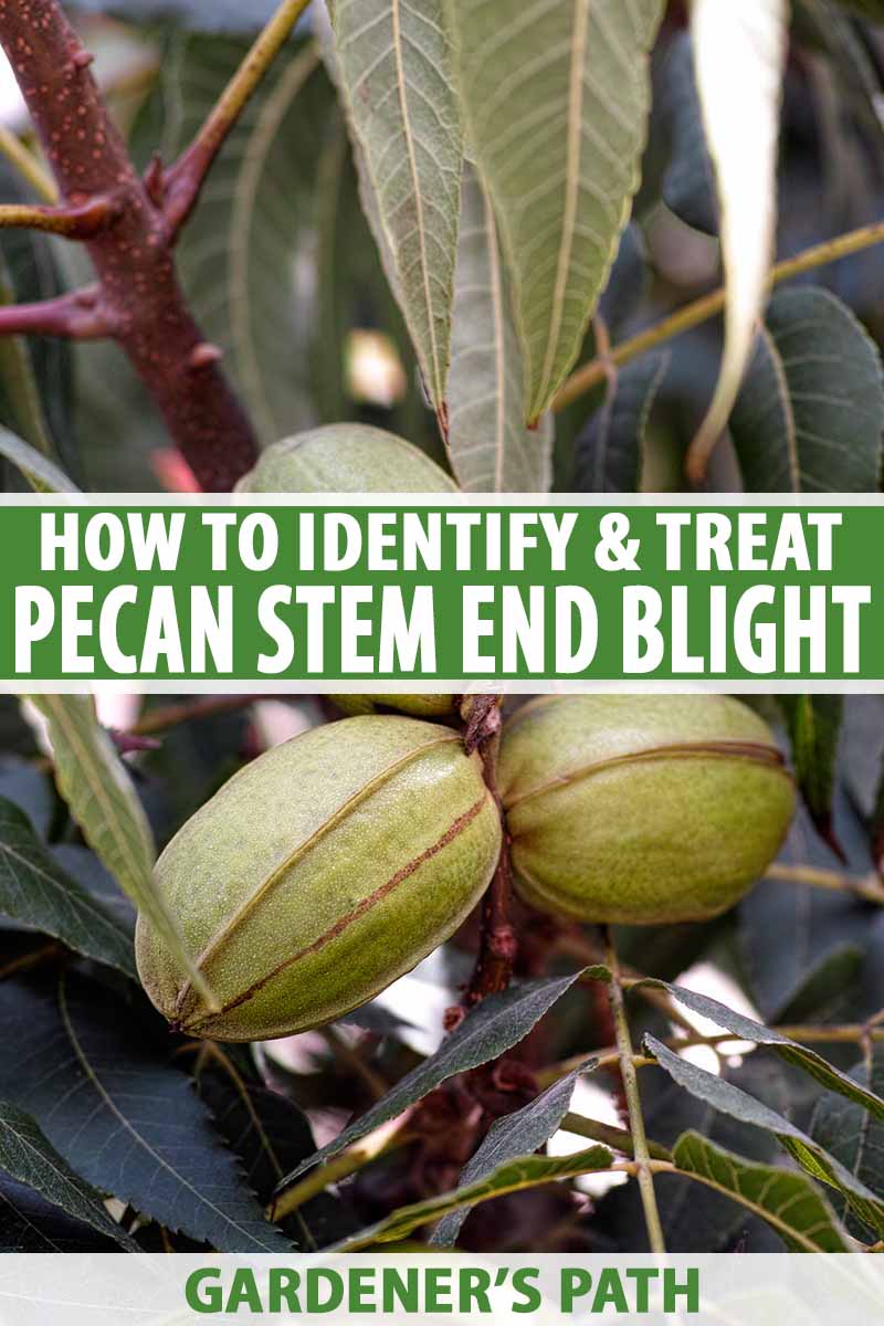 A close up of young developing pecan nuts on the tree surrounded by foliage fading to soft focus in the background. To the center and bottom of the frame is green and white text.