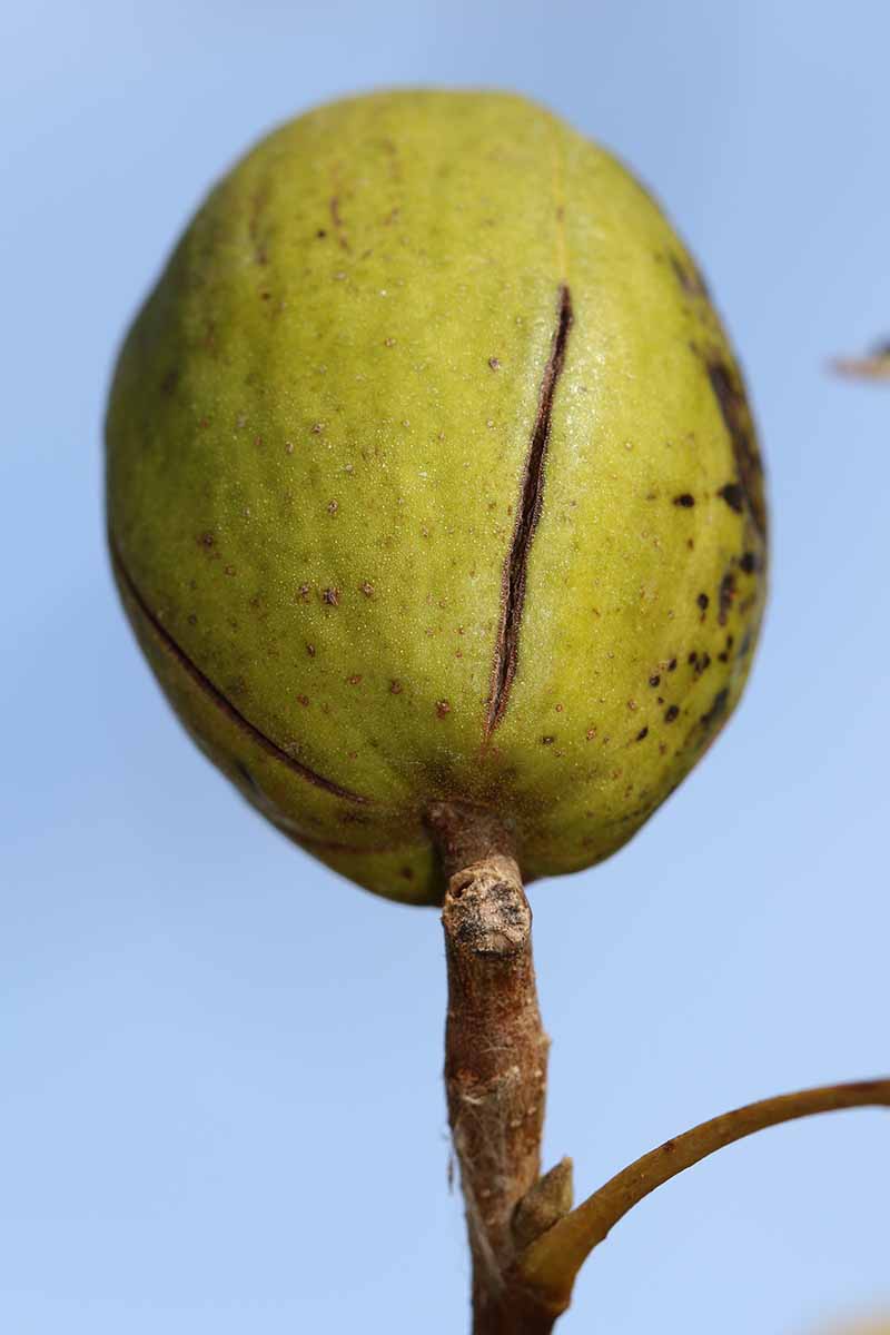 A close up vertical picture of an immature pecan nut, still green, growing on the branch of a tree with a blue soft focus background.