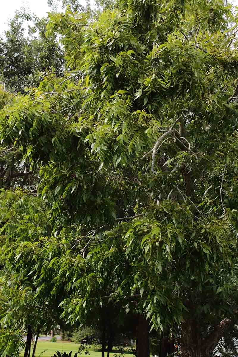 A vertical picture of a large mature pecan tree growing in the garden.