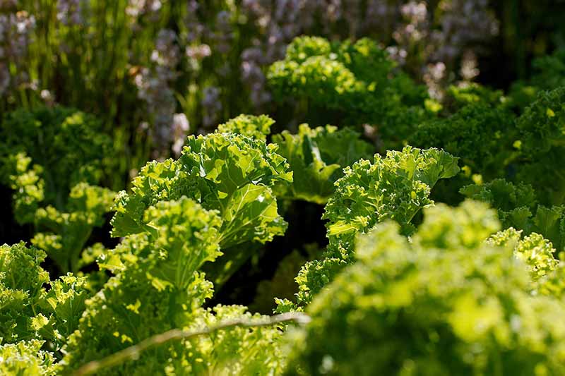 A close up of curly Brassica oleracea leaves with frilly edges growing in the garden in light sunshine on a soft focus background.