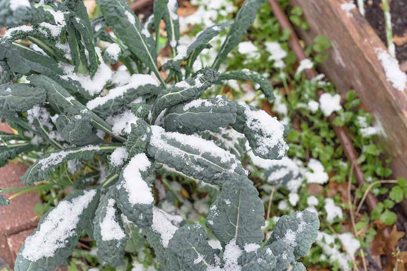 A close up of Tuscan Brassica oleracea growing in a wooden raised garden bed covered in a light dusting of snow.