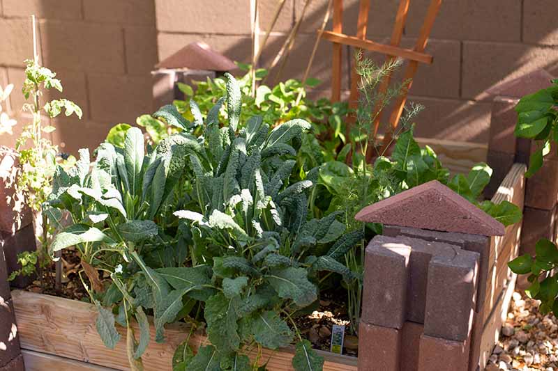 A close up of Tuscan kale growing in a wooden container outdoors with a brick wall in the background in filtered sunshine.