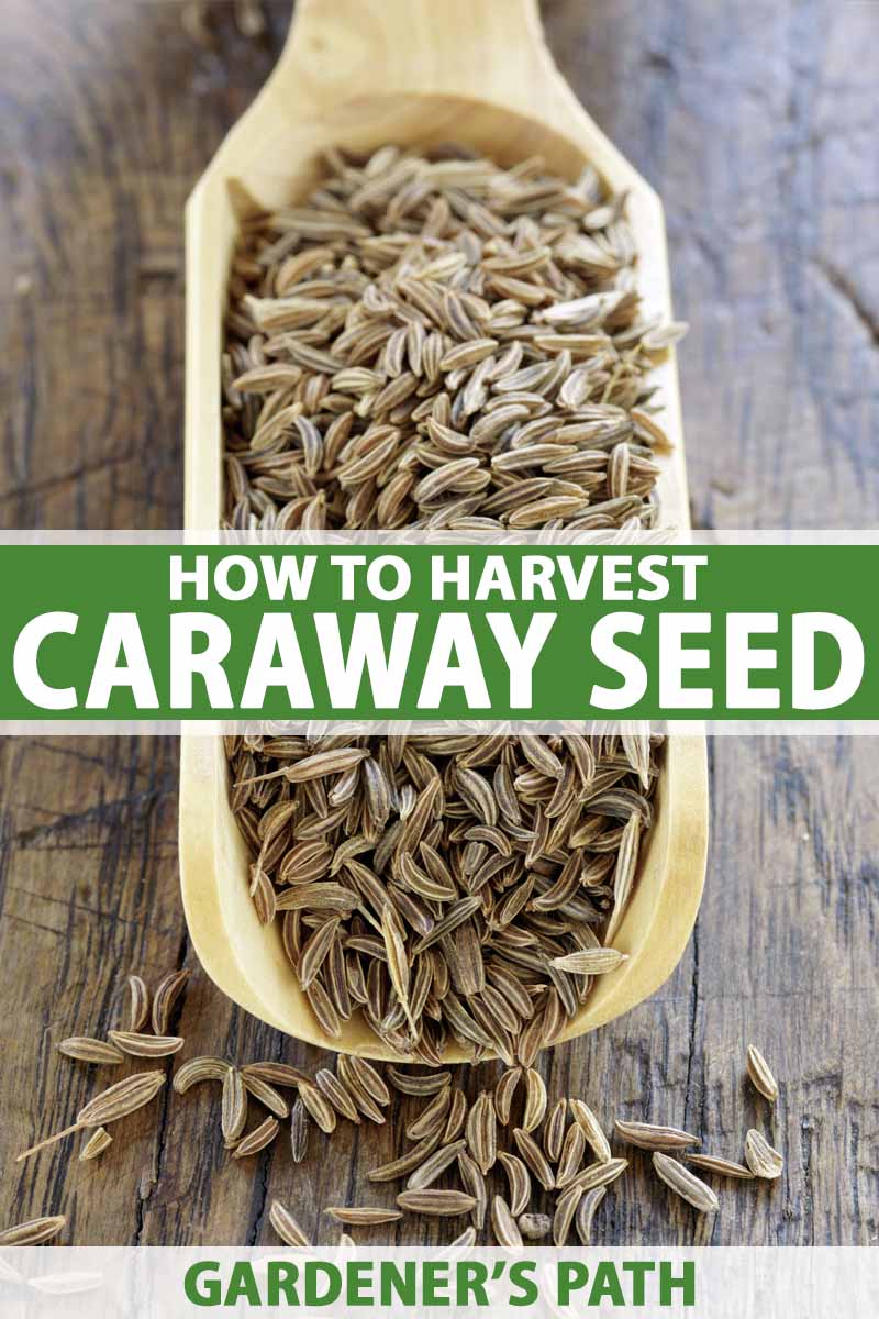 Top down view of wooden scoop filled with caraway seed.