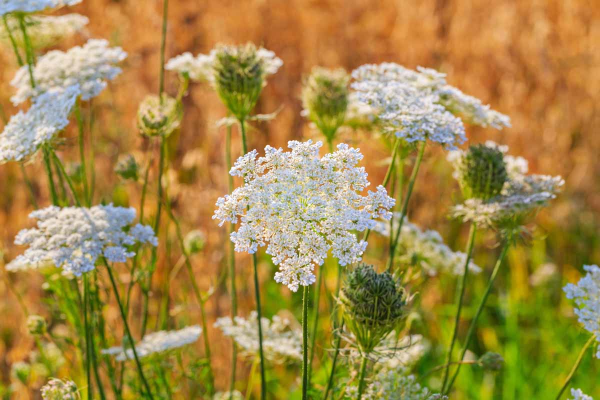 White flower heads of the caraway plant.