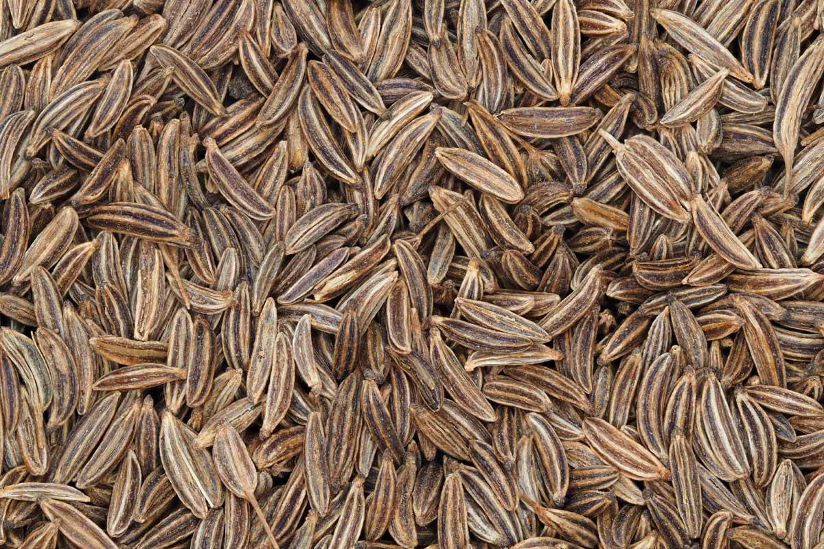 A batch of caraway seeds that have been harvested. Close up, top down view.