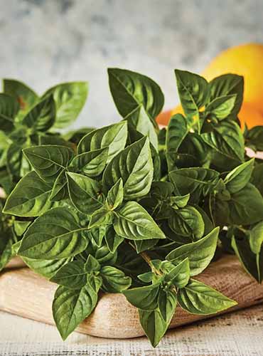 A close up of a bunch of freshly harvested \'Limoncello\' basil set on a wooden chopping board.