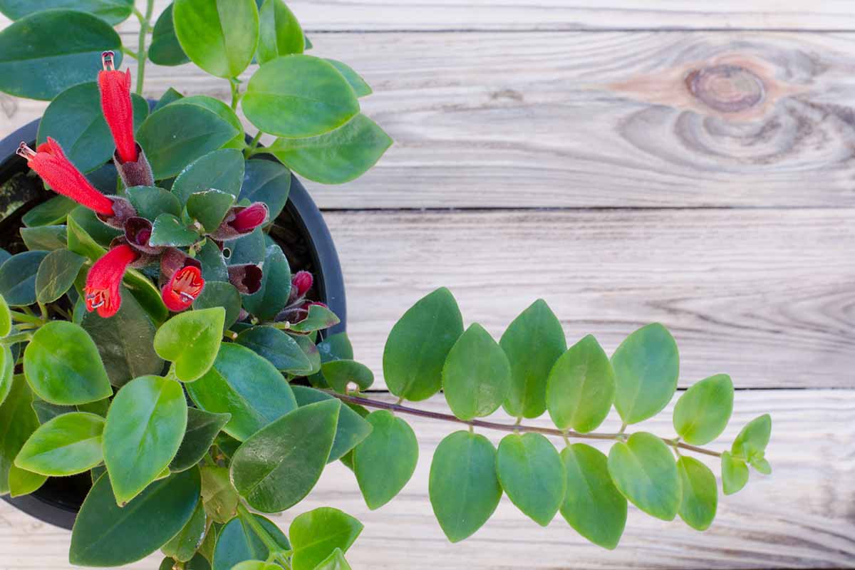 A close up horizontal image of a potted lipstick plant set on a wooden table.