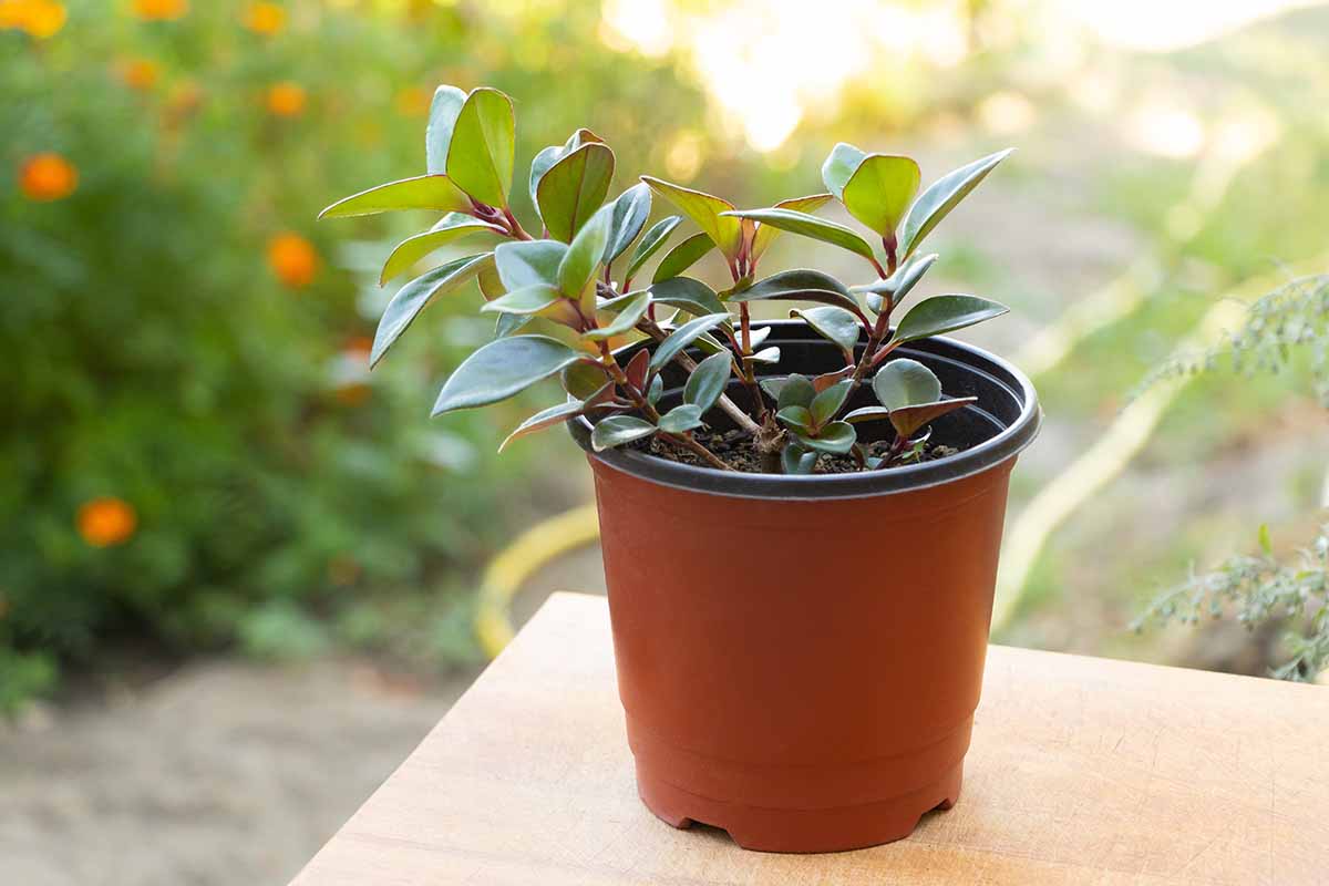 A close up horizontal image of a small potted lipstick vine (Aeschynanthus) on a wooden table outdoors, pictured on a soft focus background.