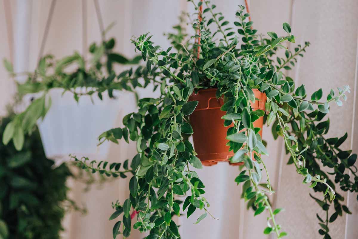 A close up horizontal image of a lipstick vine growing in a hanging pot indoors.