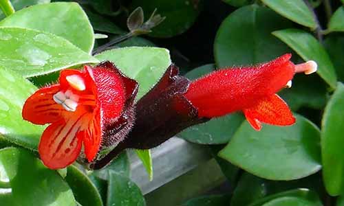 A close up of the flowers of Aeschynanthus \'Mona Lisa\' growing in a black plastic container.