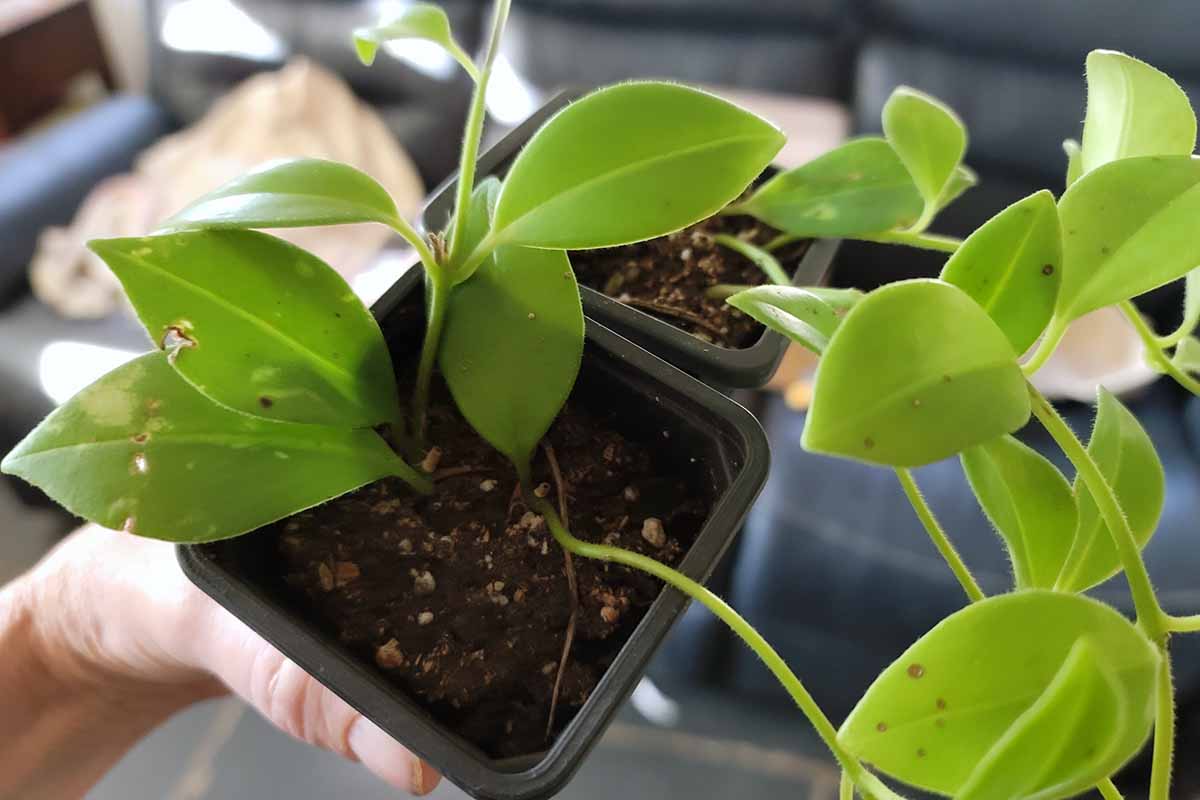 A close up horizontal image of lipstick vines in small pots suffering from fungal leaf spot.