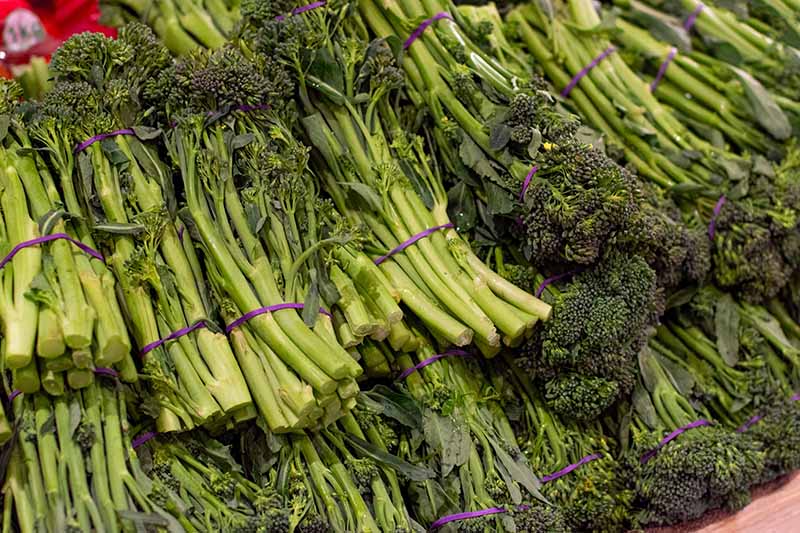 A close up of bunches of broccolini held together with purple elastic bands in a wooden container at a market.