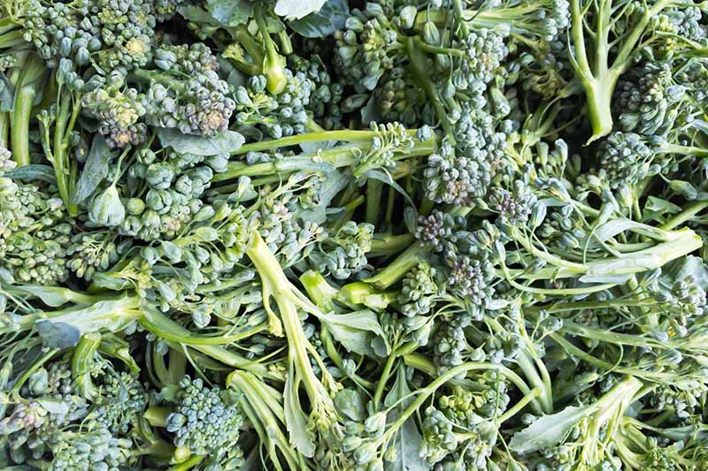A close up top down picture of freshly harvested broccolini with pale green stalks and darker green florets.