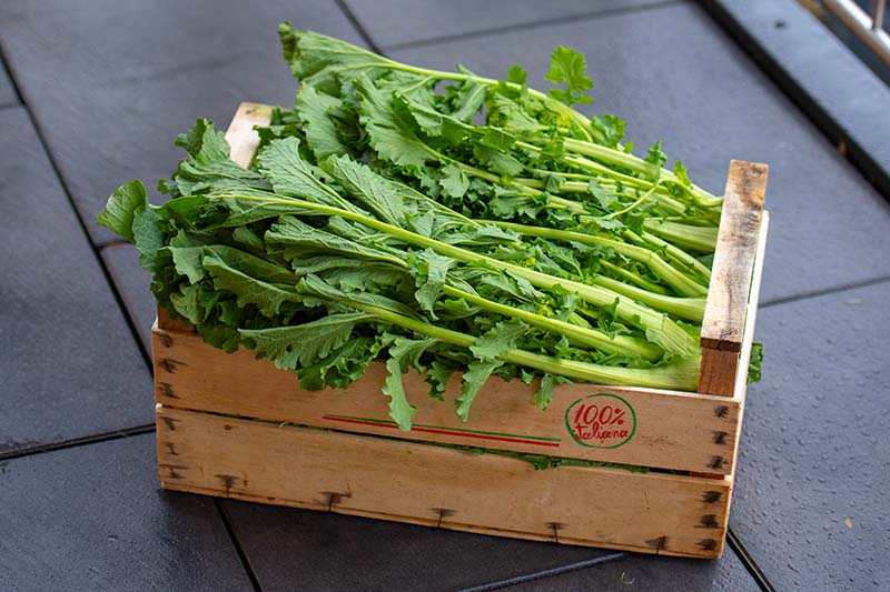 A close up of rapini freshly harvested in a wooden crate set on a dark stone background.