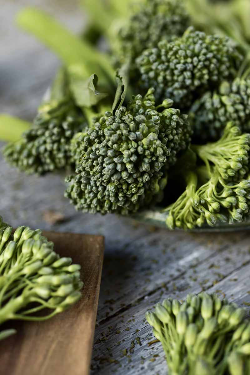 A close up vertical picture of broccolini florets set on a wooden surface, fading to soft focus in the background.