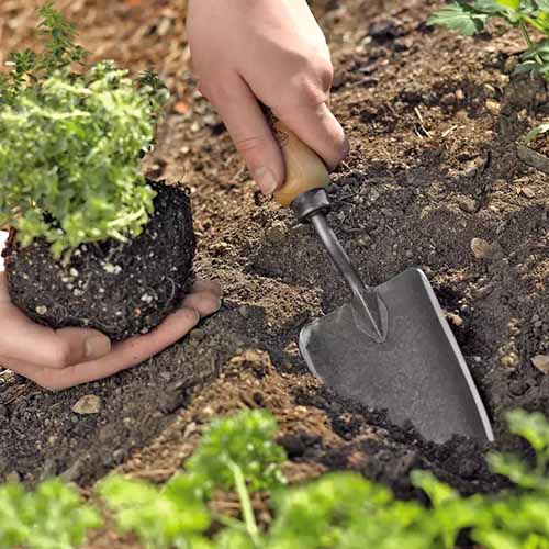 A close up square image of the Gardener\'s Lifetime Trowel digging in soil.
