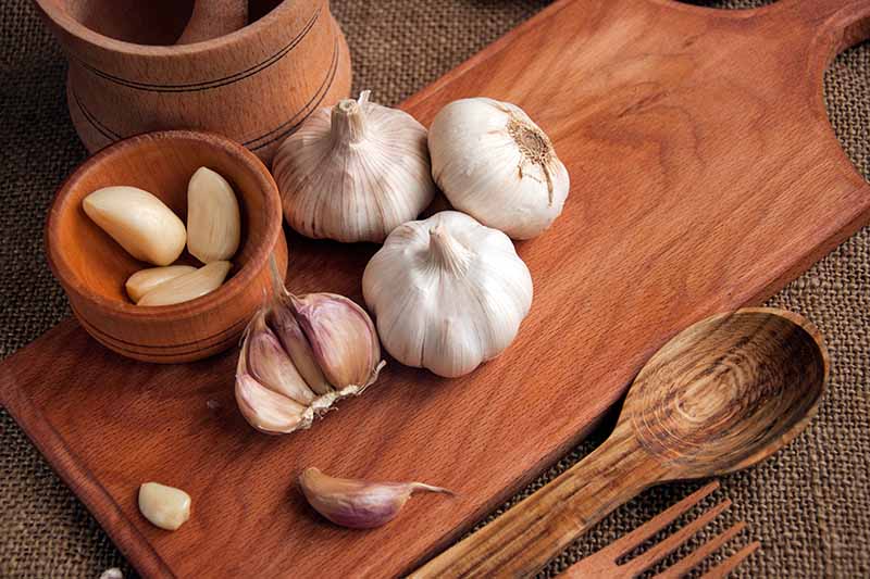 A close up of garlic bulbs with cloves in a small wooden bowl set on a wooden chopping board on a dark brown fabric surface, with a wooden spoon and fork to the right of the frame.