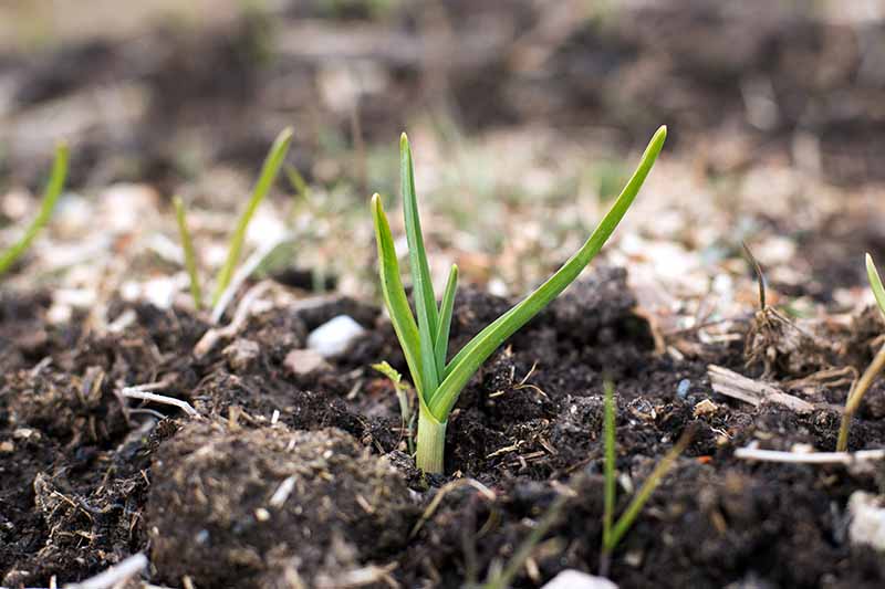 A close up of young Allium sativum shoots growing in dark rich soil, on a soft focus background.