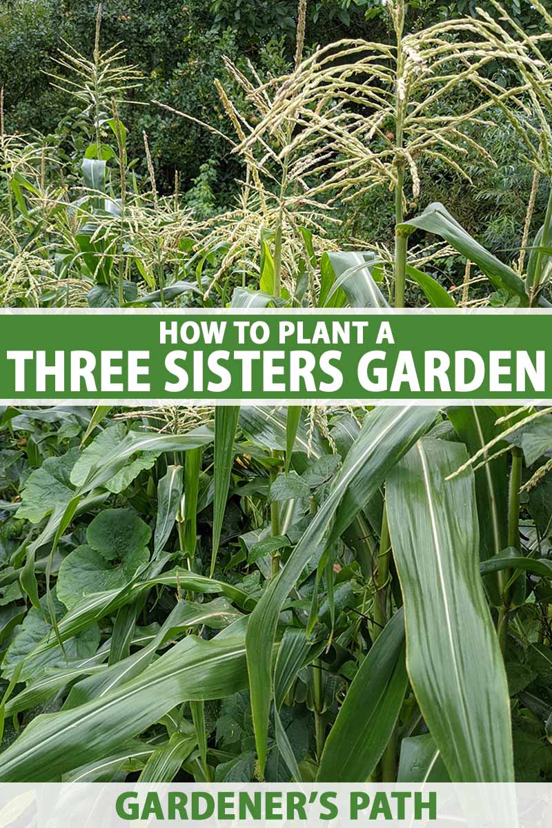 A vertical image of bean, corn and squash plants all growing together in a small space. To the center and bottom of the frame is green and white printed text.