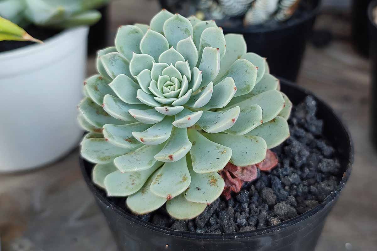 A close up horizontal image of Allegra echeveria growing in a small plastic pot indoors.